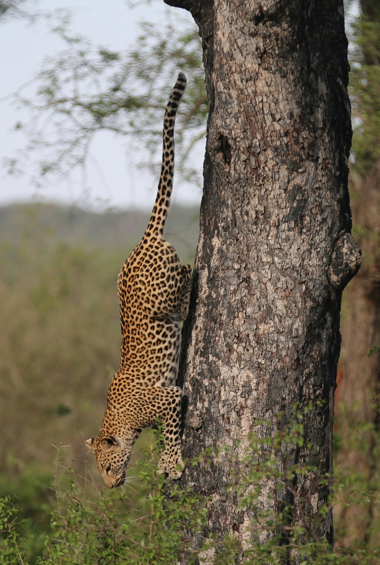 Go on a safari